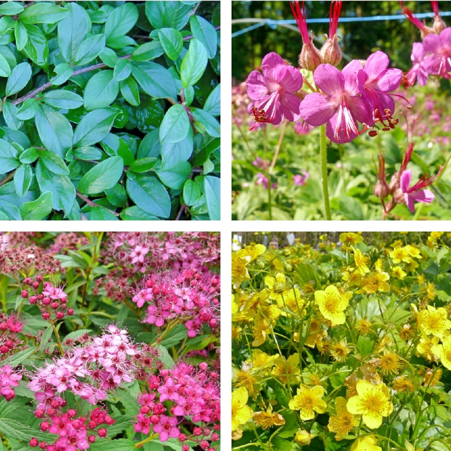 Bodendecker und Zwerggeh�lze