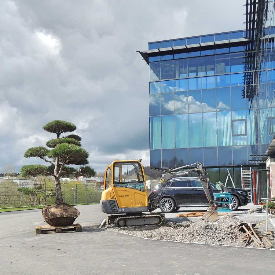 Solit�rgeh�lz pflanzen